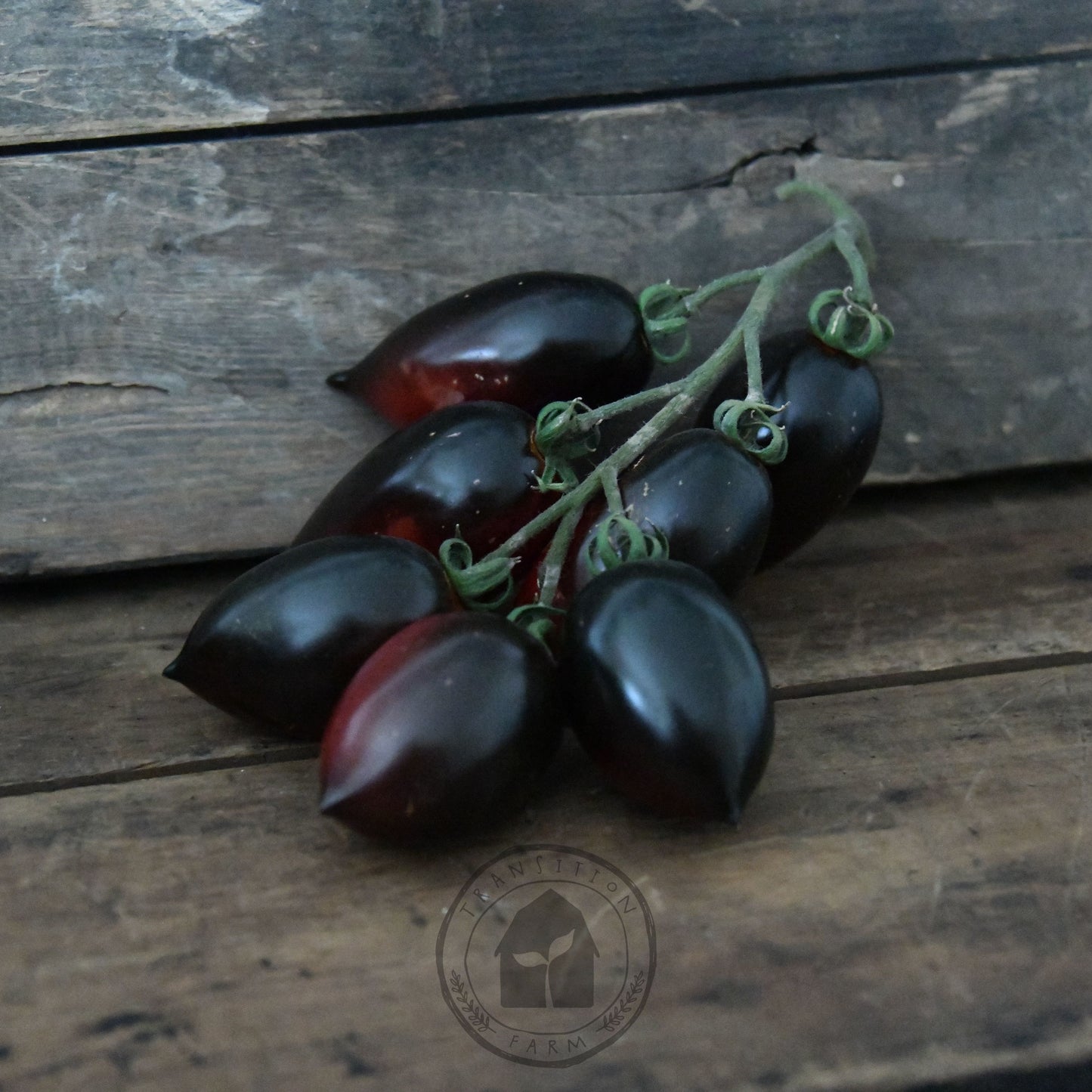 Tomato 'Midnight Roma'