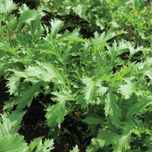 Close-up of green leafy plants with a blurred background