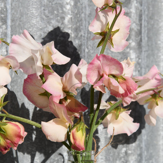Bouquet of pink flowers in a clear vase against a textured gray background