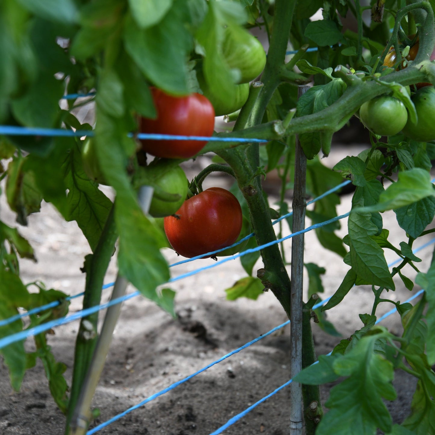 Tomatoes growing on a trellis in a garden
