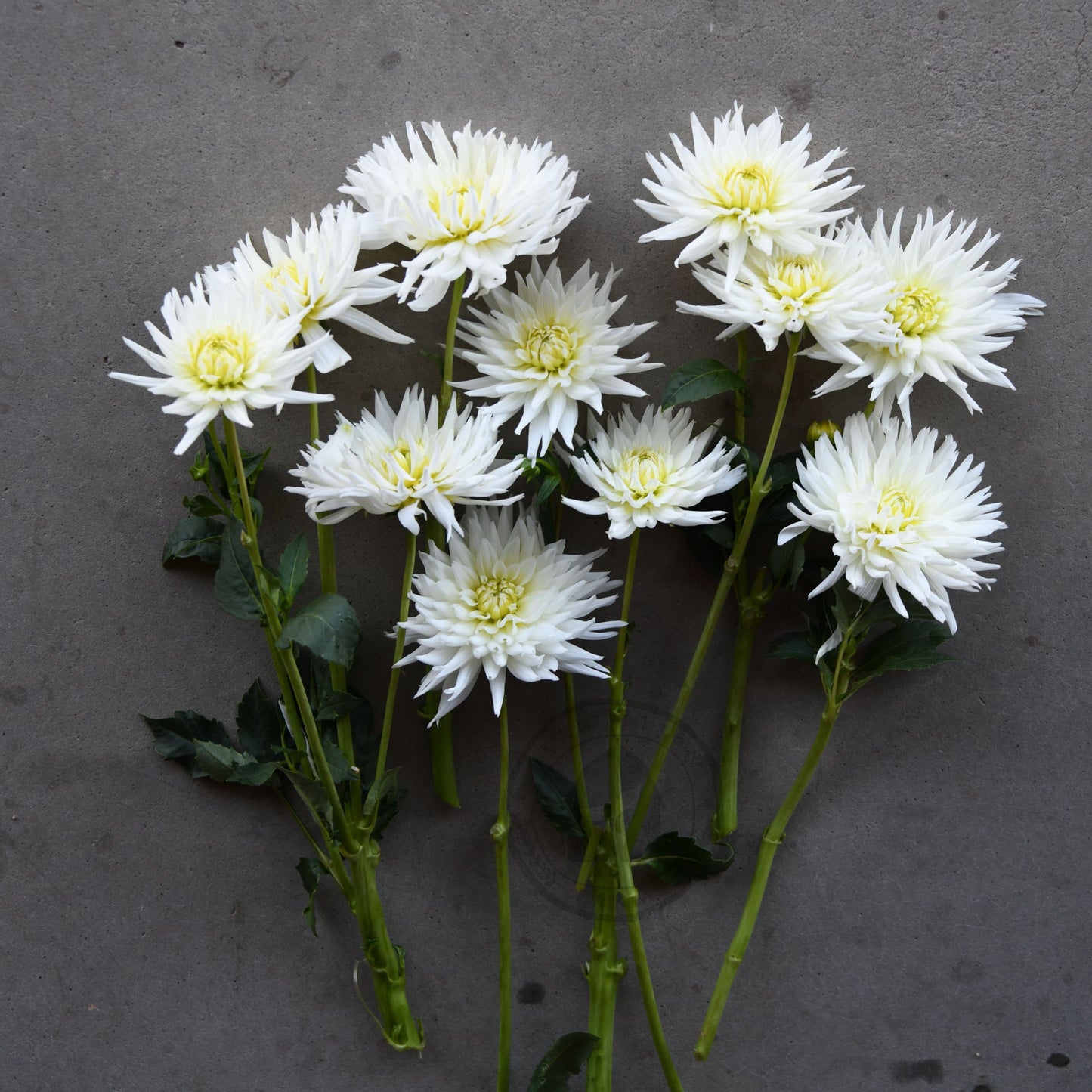 Dahlia 'My Love' (Buy 4 Get 1 Free)