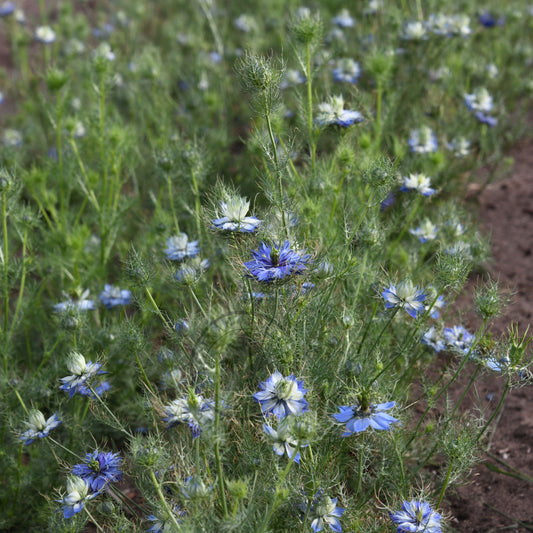 Field of blue and white flowers with a dirt path in the background