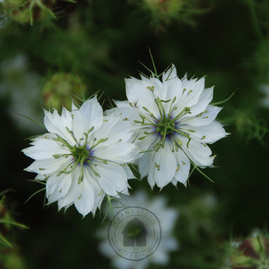 Close-up of white flowers with dark centers on a blurred green background