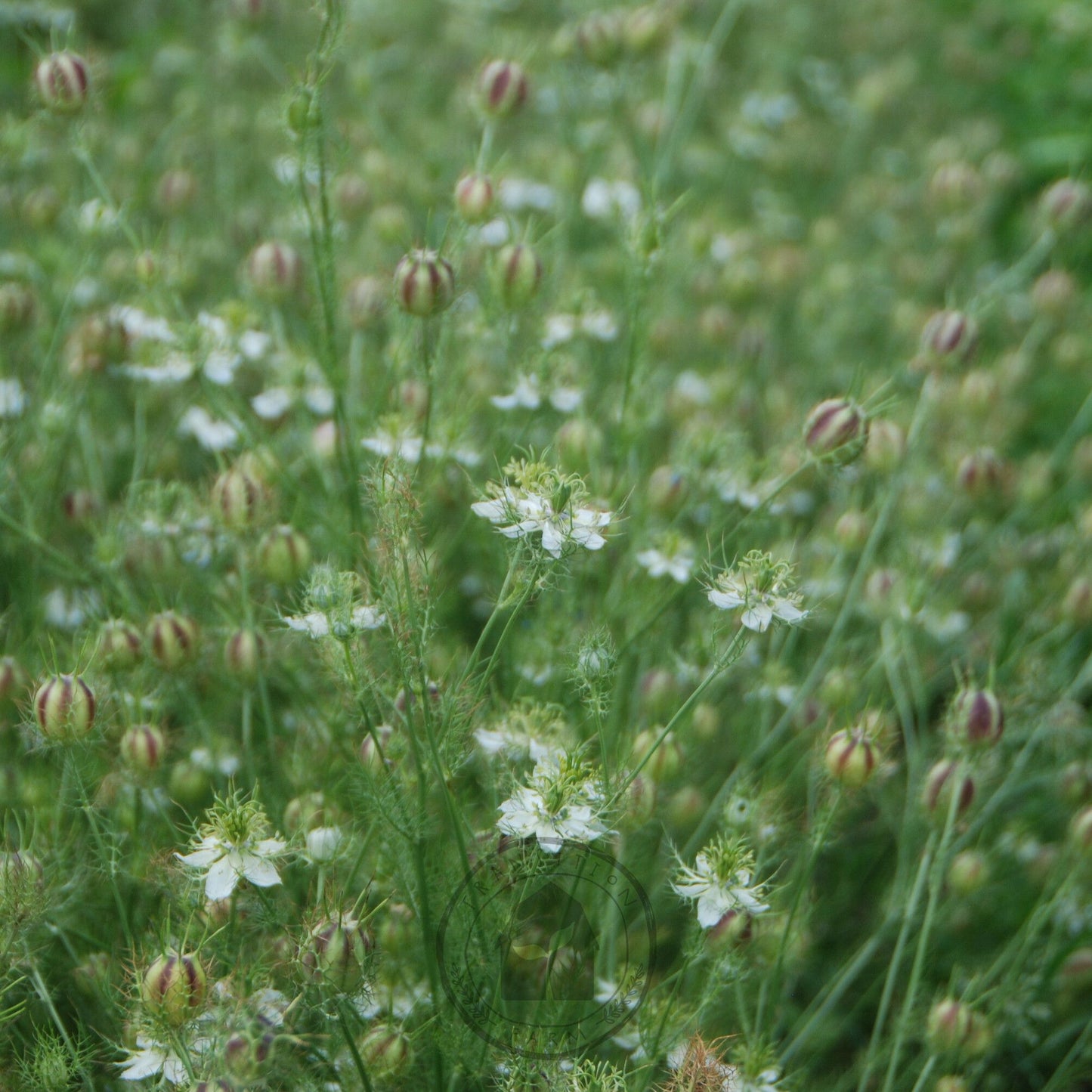 Close-up of a field with small white flowers and green grass