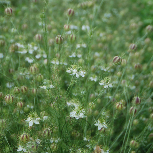Close-up of a field with small white flowers and green grass