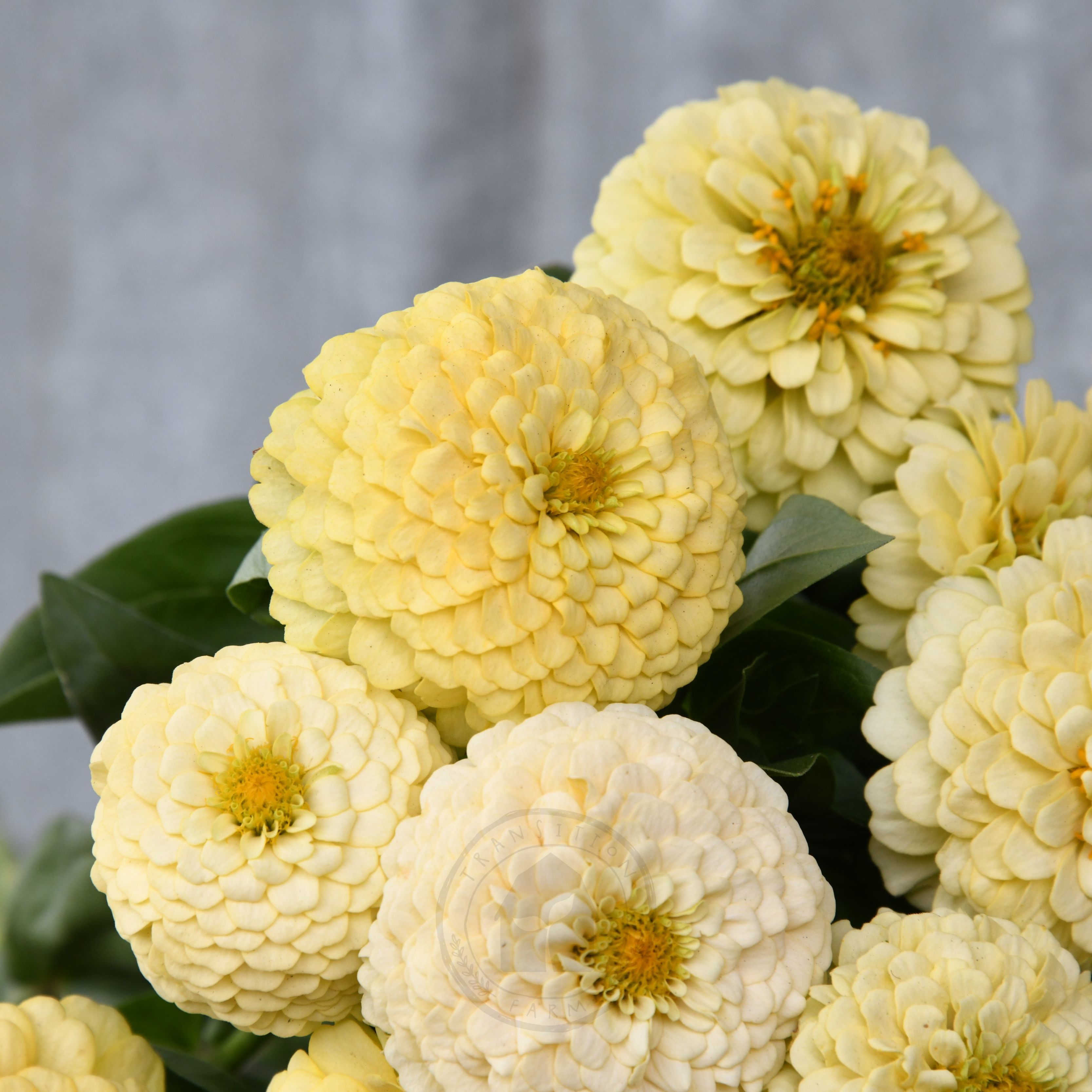 Zinnia 'Oklahoma Ivory' – Transition Farm