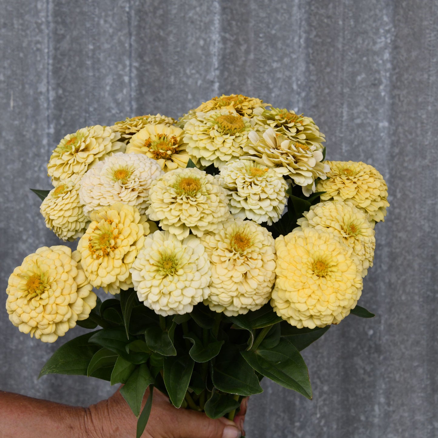 Zinnia 'Oklahoma Ivory'