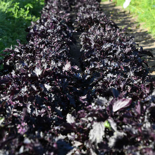 Row of dark purple leafy plants growing on a path with grass on either side.