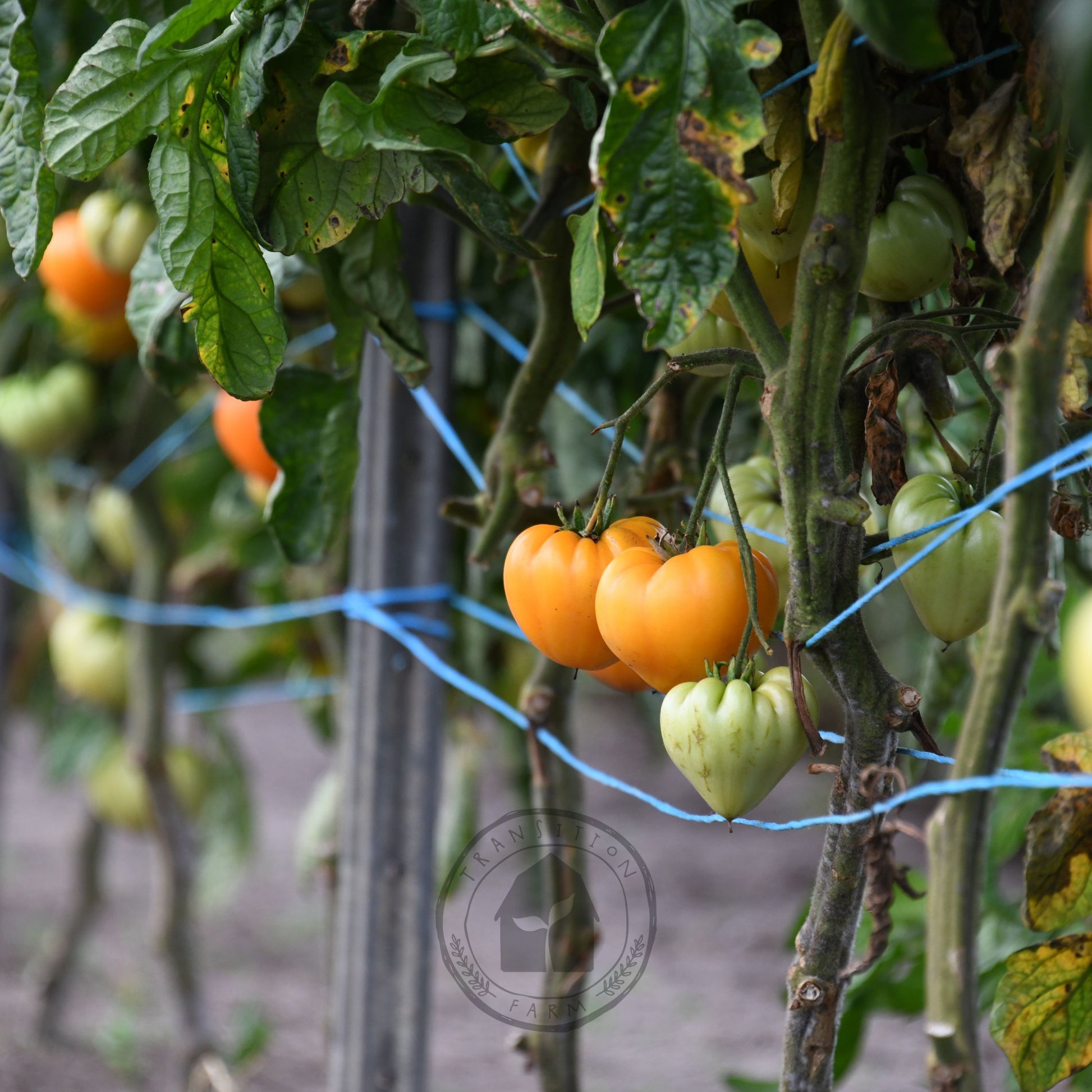 orange strawberry tomato seeds Tomato 'Orange Strawberry'