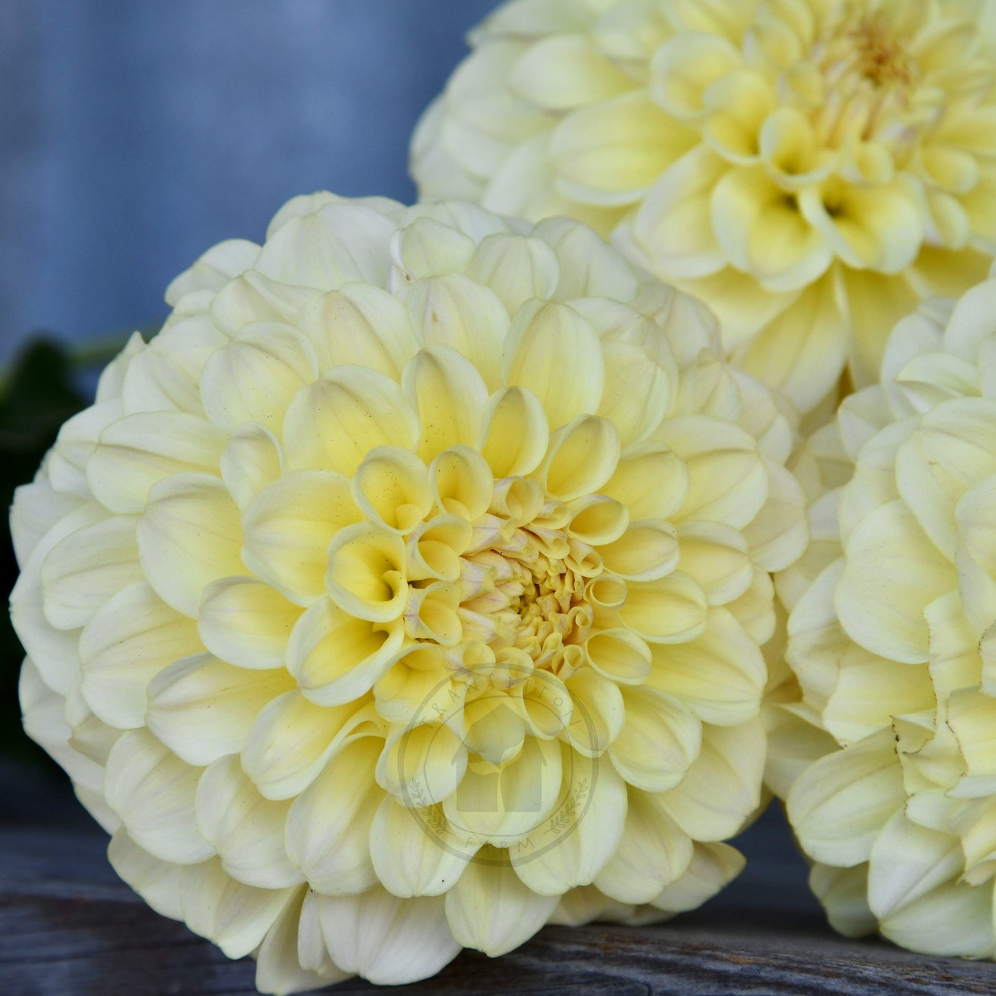 Dahlia 'Otway Gem'