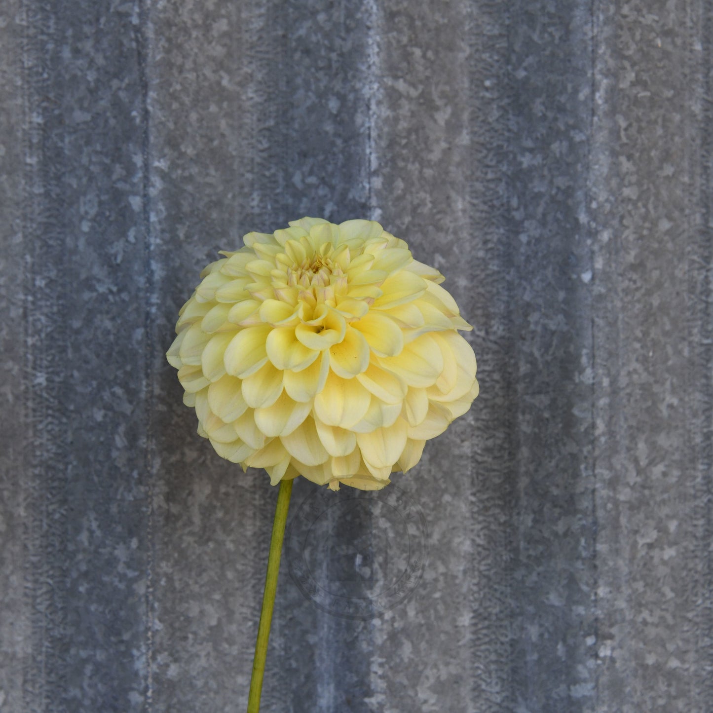 Dahlia 'Otway Gem'