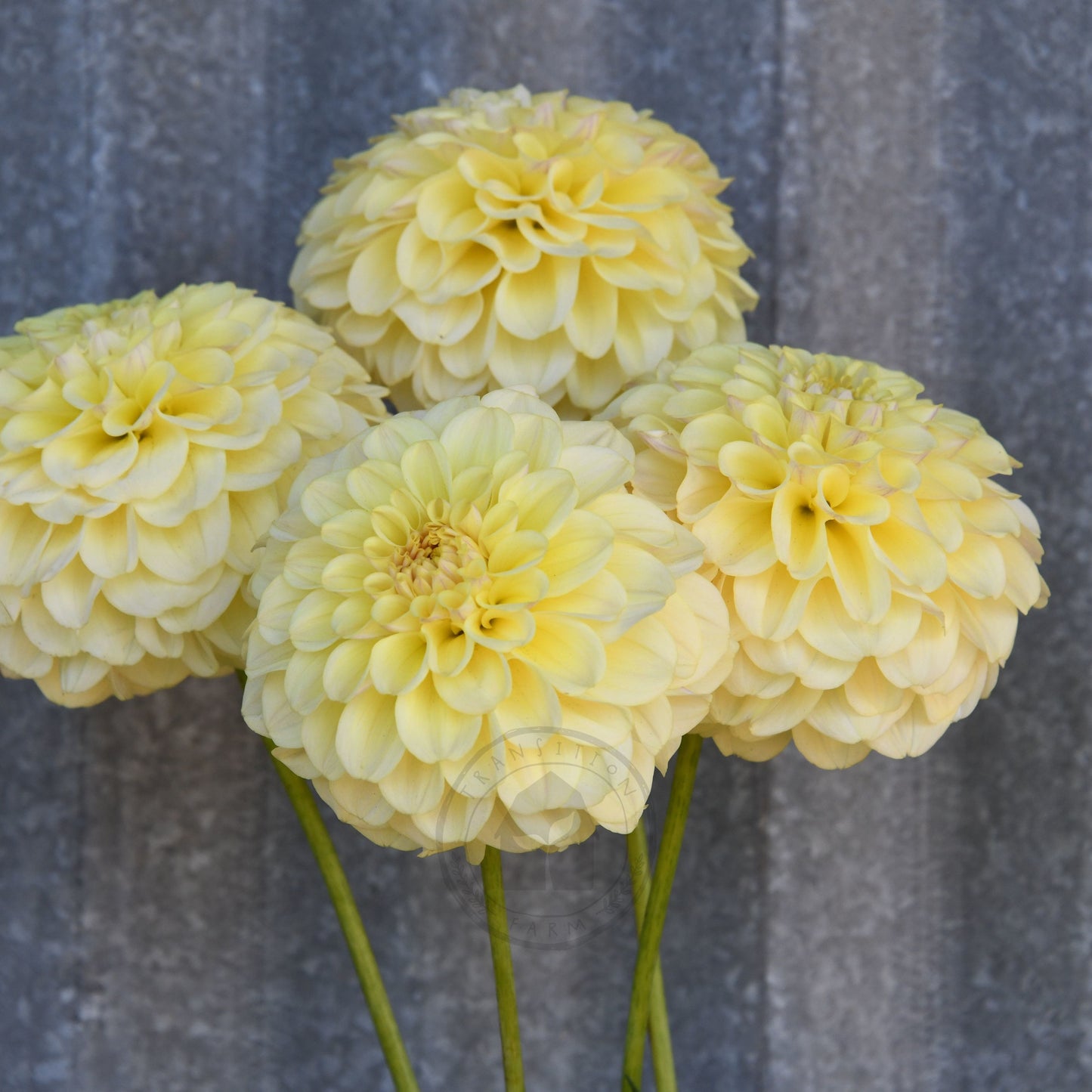 Dahlia 'Otway Gem'