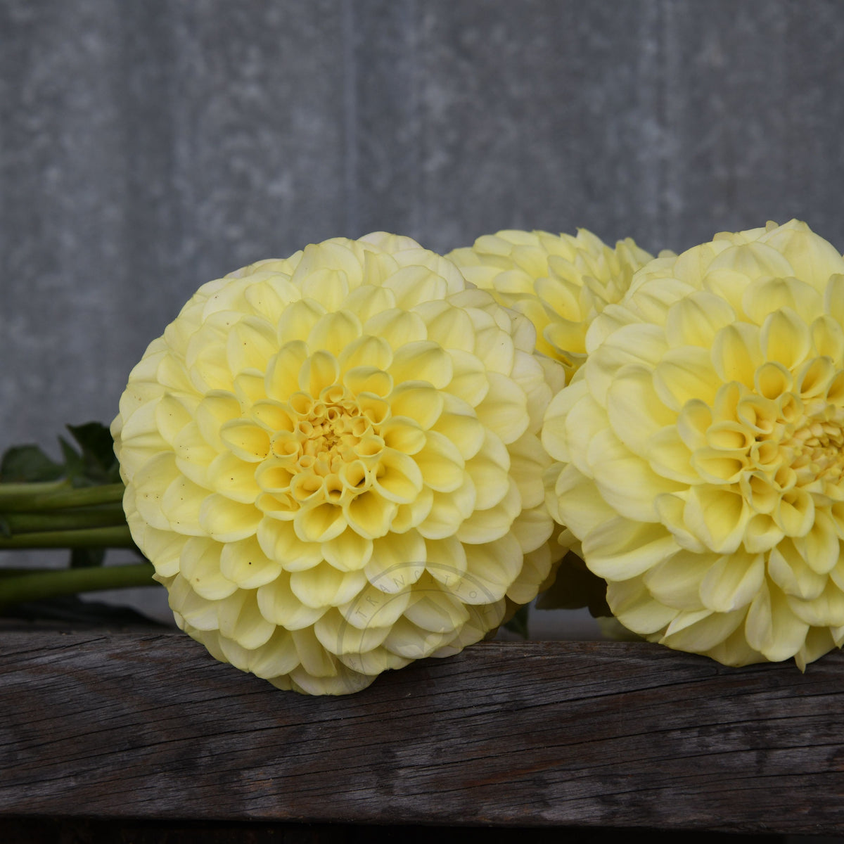 Dahlia 'Otway Gem'