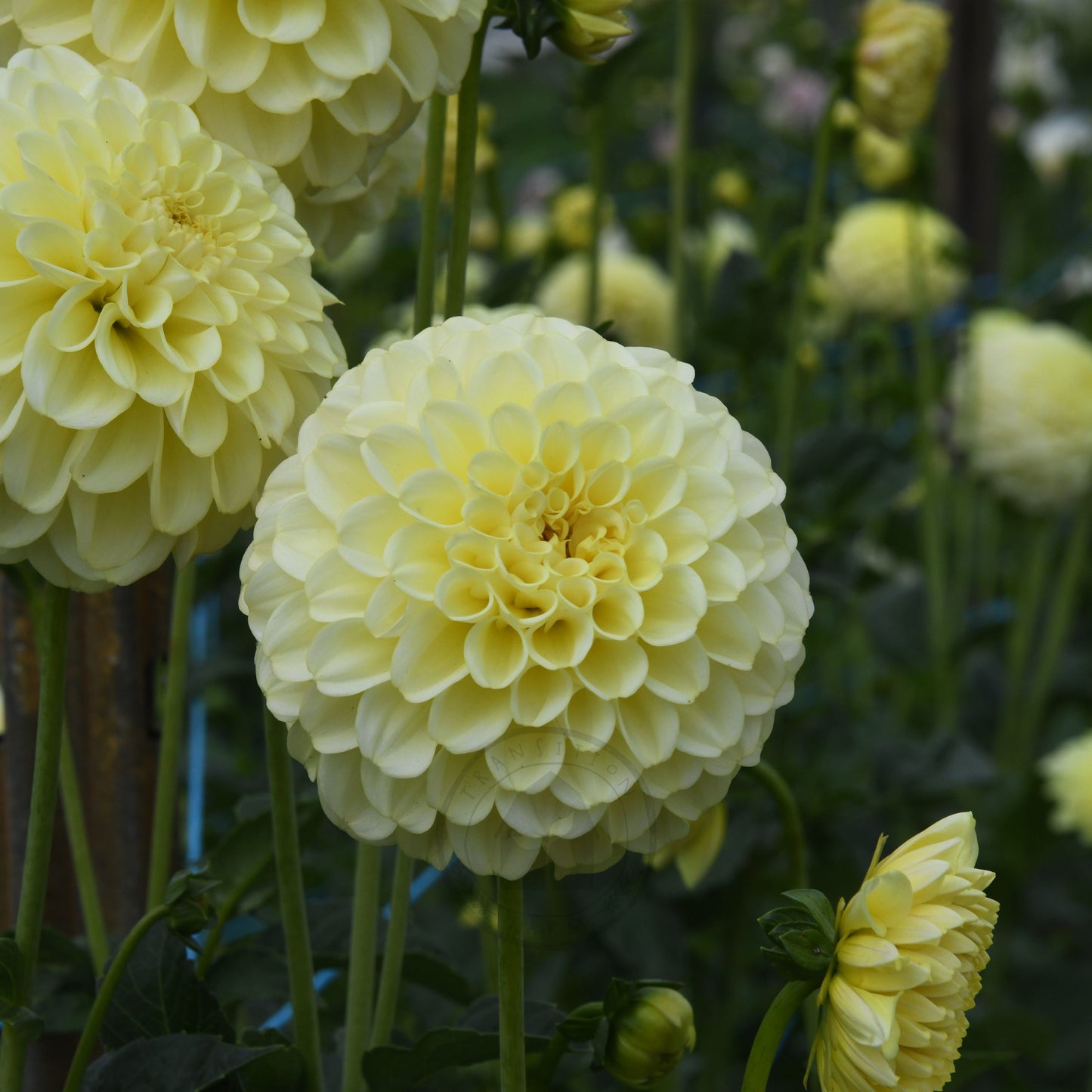 Dahlia 'Otway Gem'