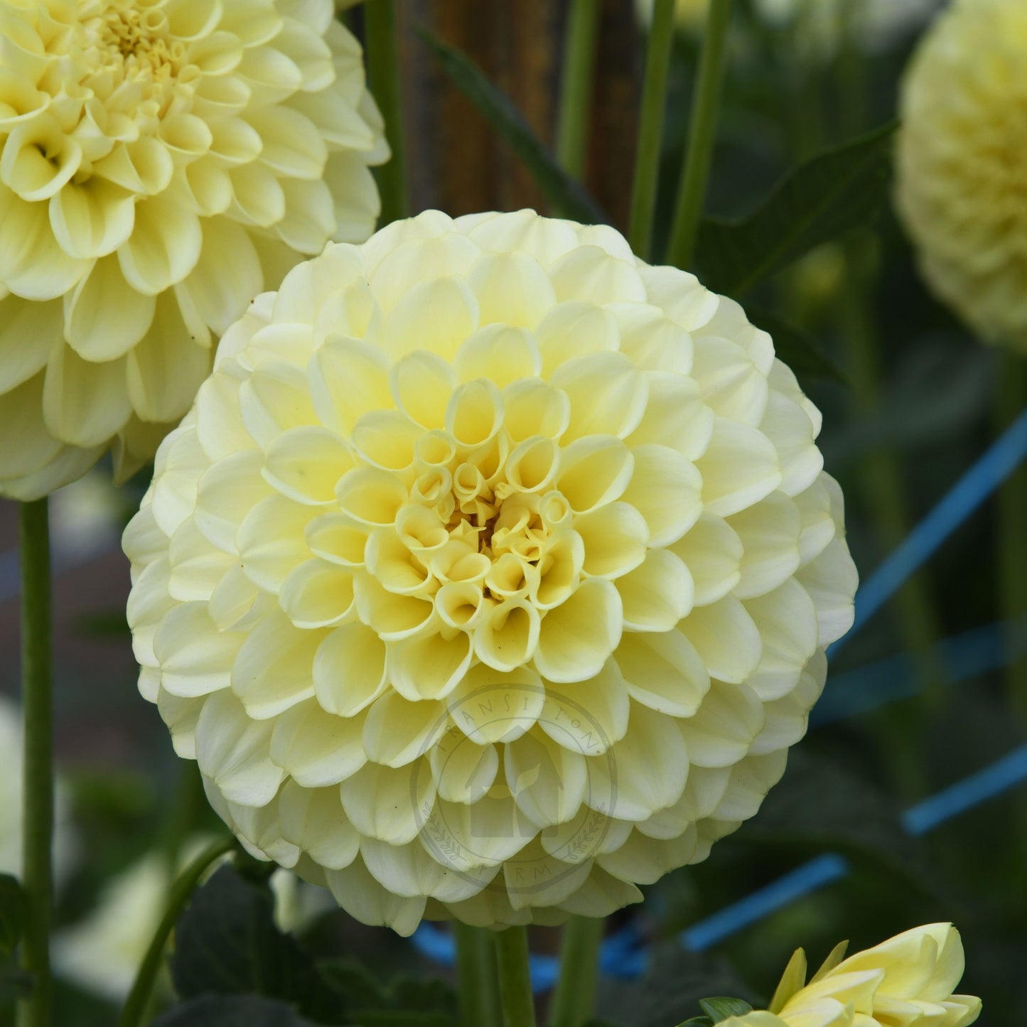 Dahlia 'Otway Gem'