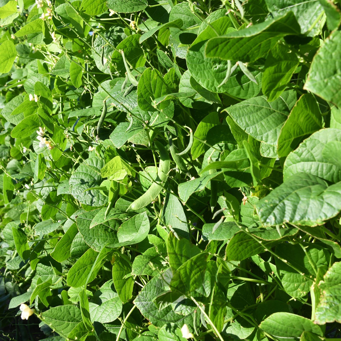 Bean - Butter 'Pappaluni'