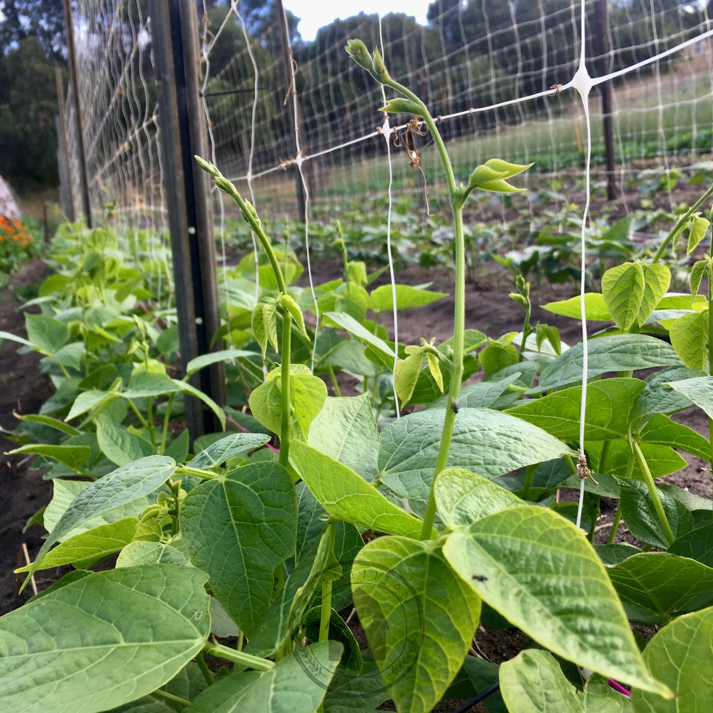 Bean - Butter 'Pappaluni'