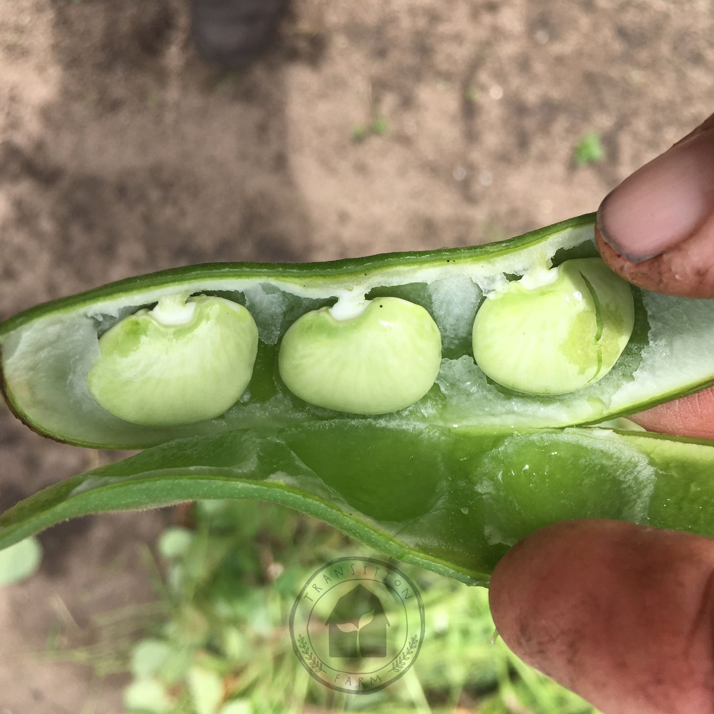 Bean - Butter 'Pappaluni'