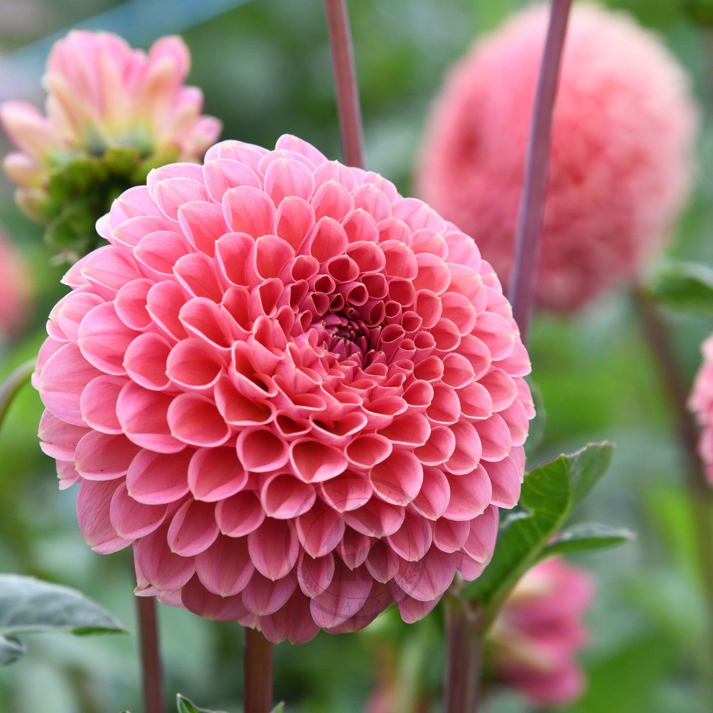 Dahlia 'Peachy'