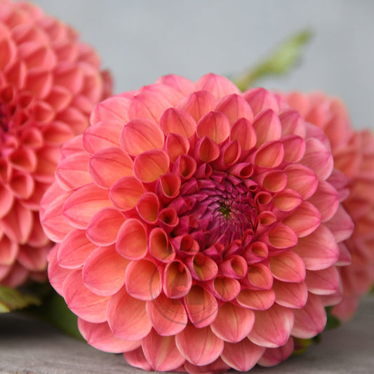 Dahlia 'Peachy'
