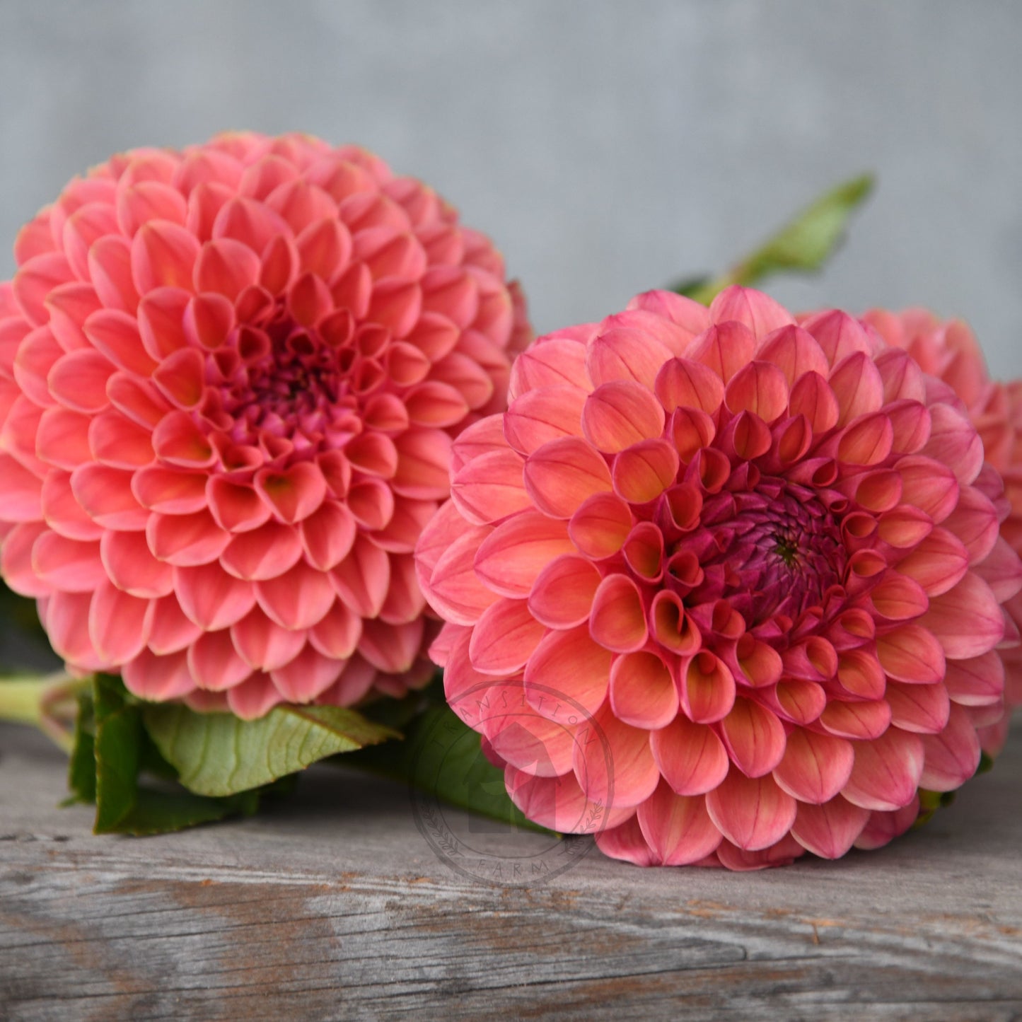 Dahlia 'Peachy'