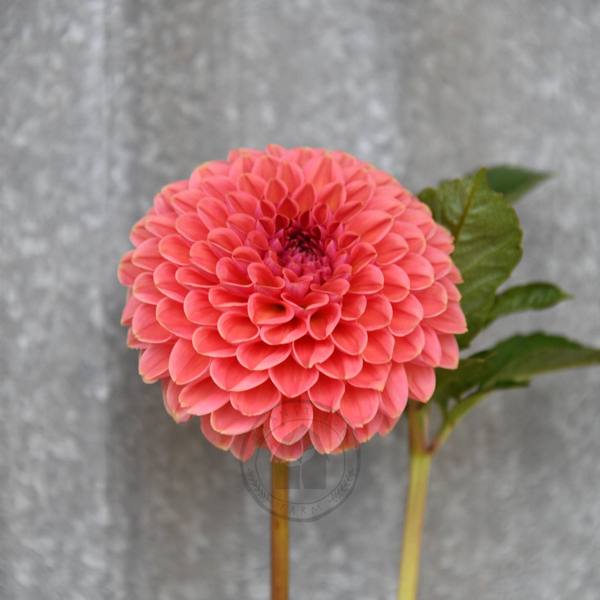 Dahlia 'Peachy'
