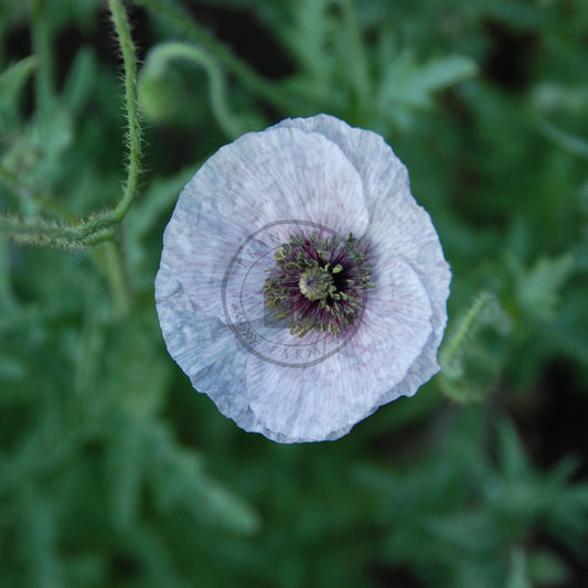 Close-up of a white flower with a bee on a blurred green background