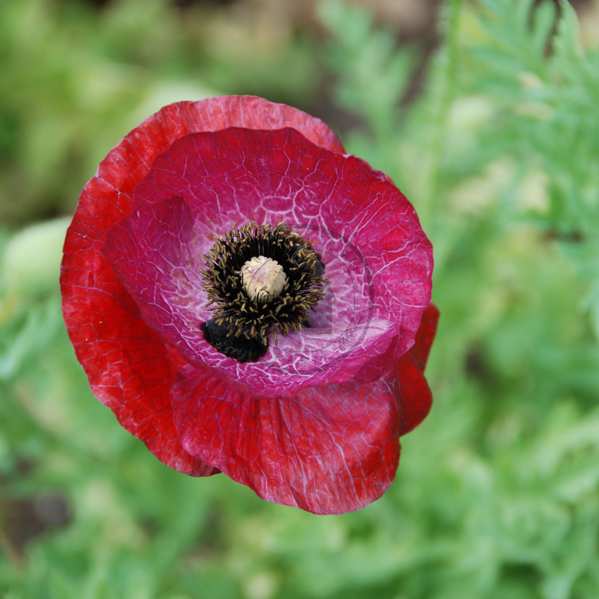Close-up of a red poppy flower with green leaves in the background