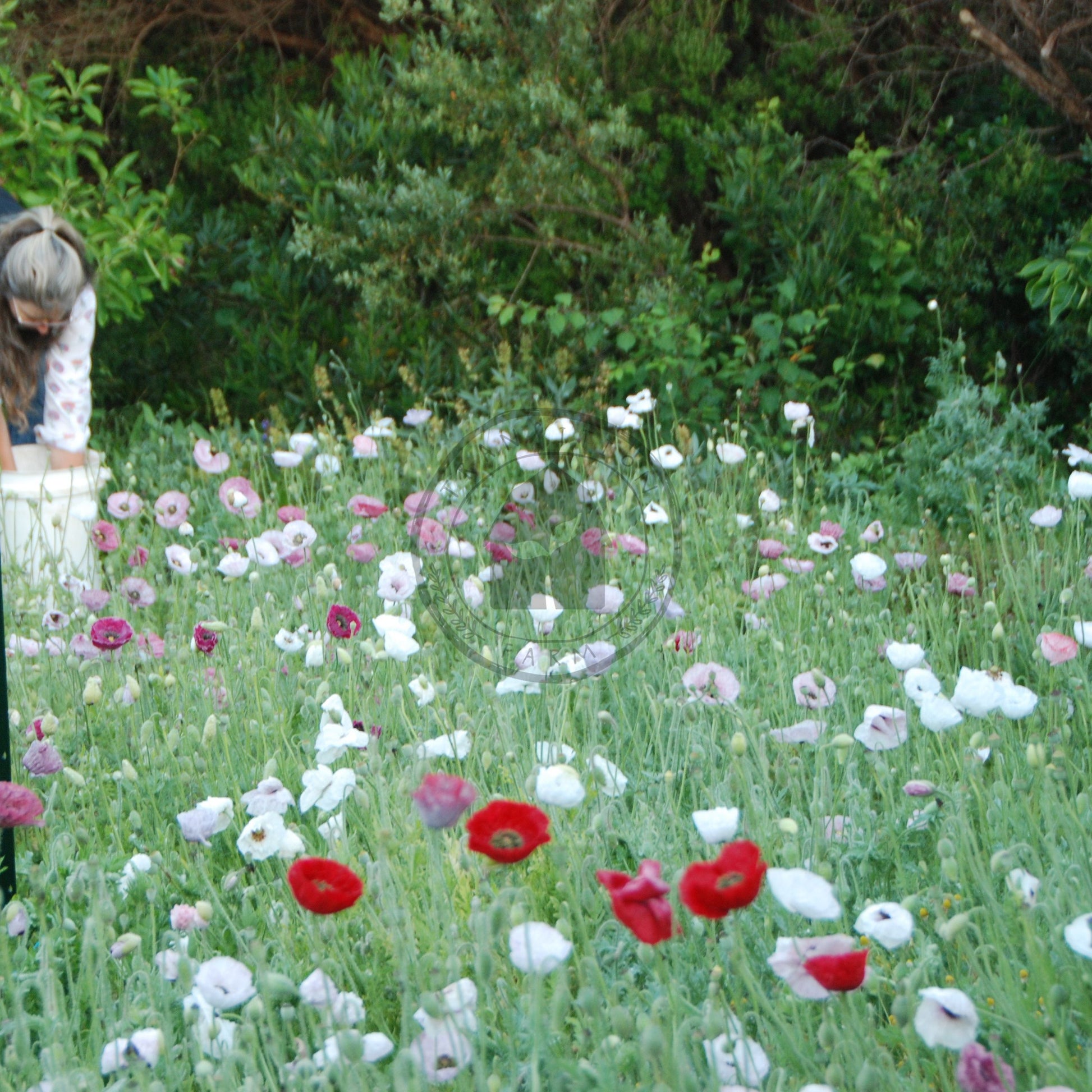 Person tending to flowers in a field with greenery in the background