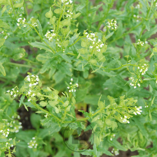 Close-up of a green plant with small white flowers