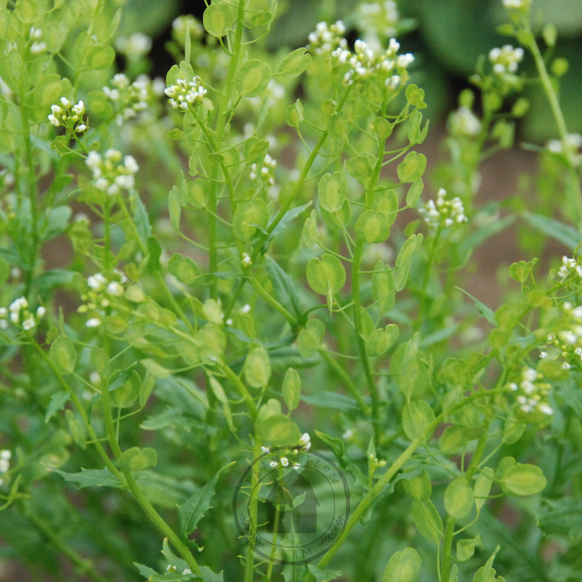 Close-up of green plants with small white flowers