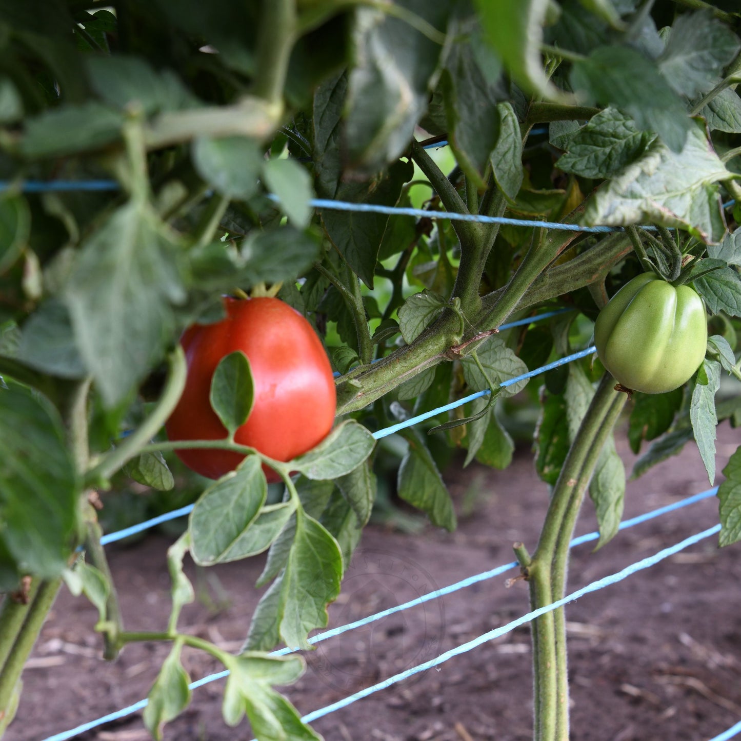 Tomato 'Periforme Abruzzese'