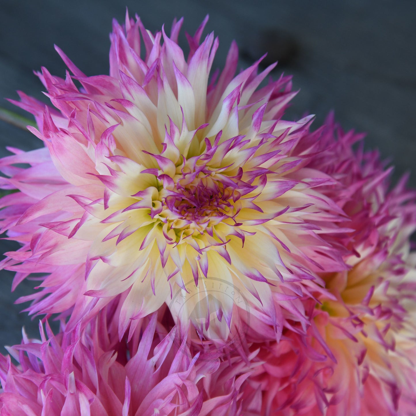 Dahlia 'Pinelands Princess'