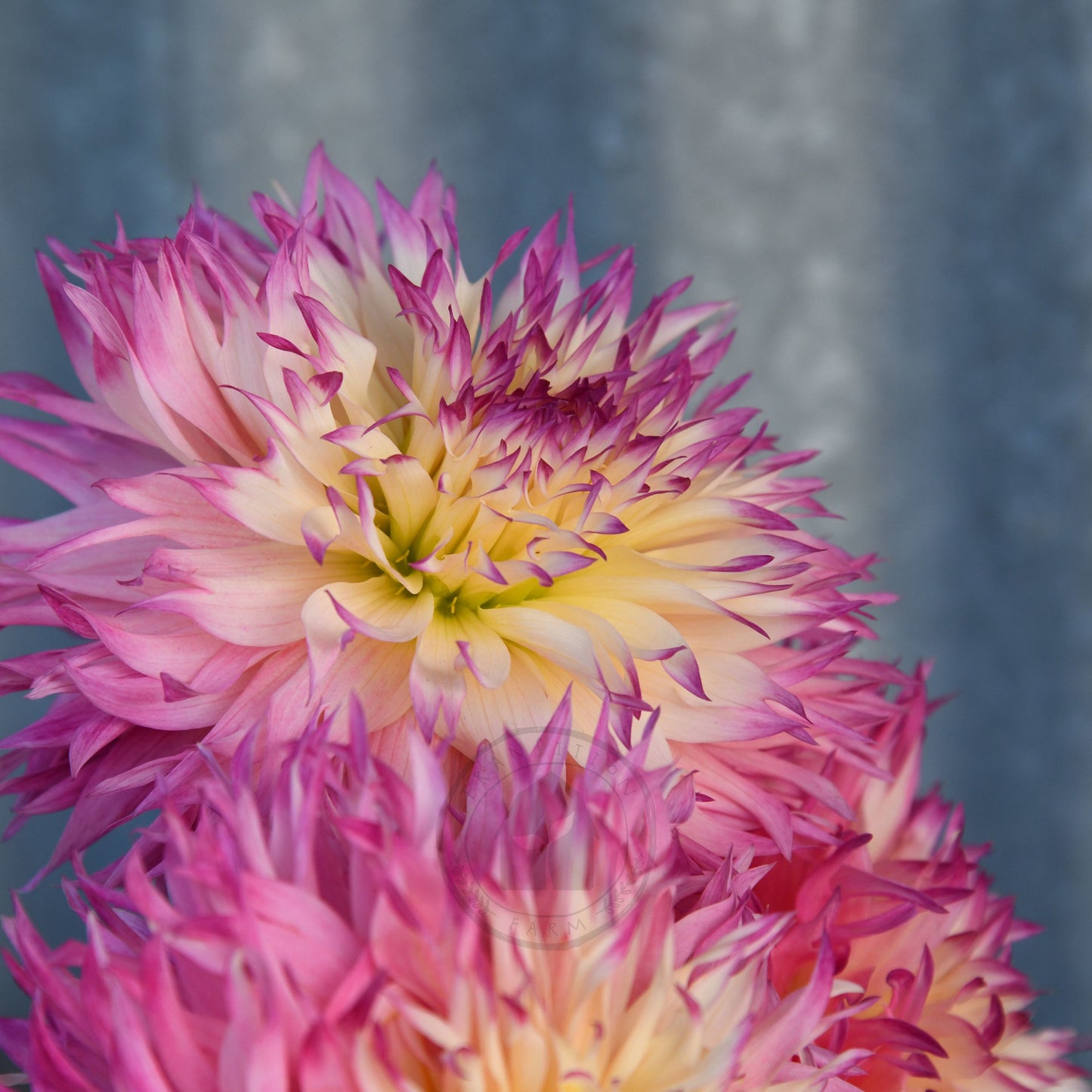 Dahlia 'Pinelands Princess'