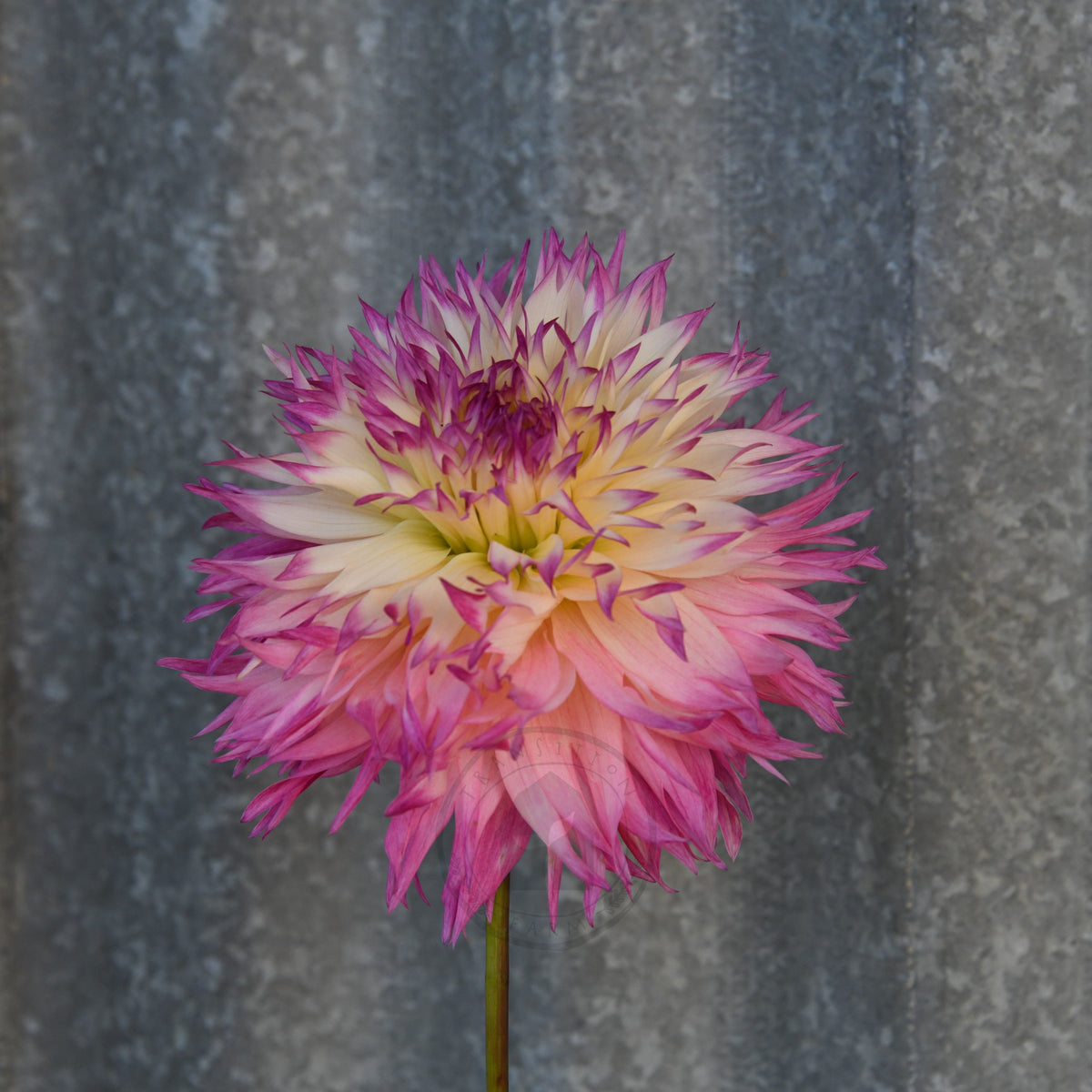 Dahlia 'Pinelands Princess'