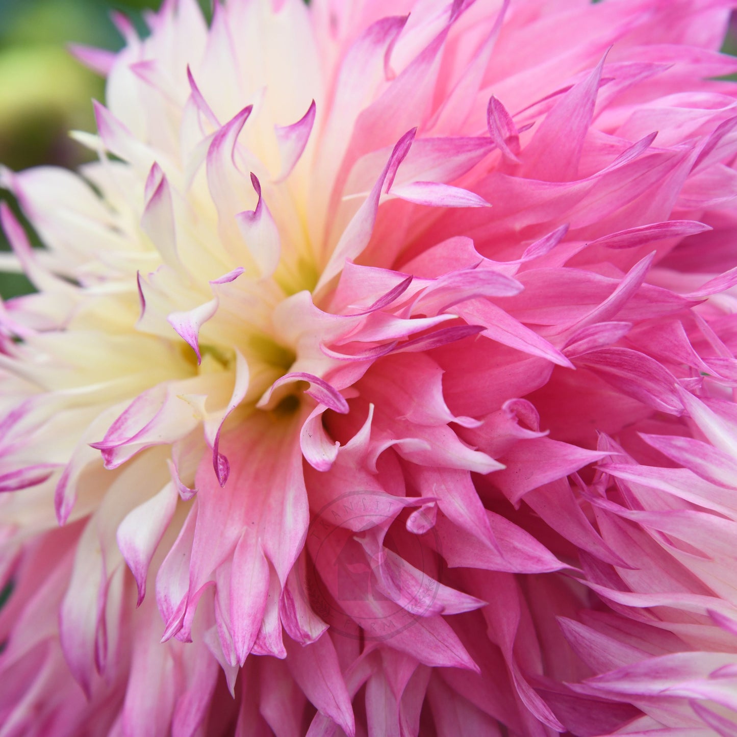 Dahlia 'Pinelands Princess'