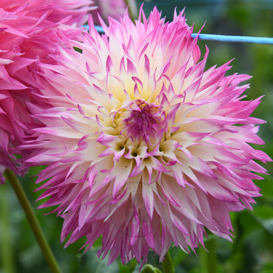 Dahlia 'Pinelands Princess'