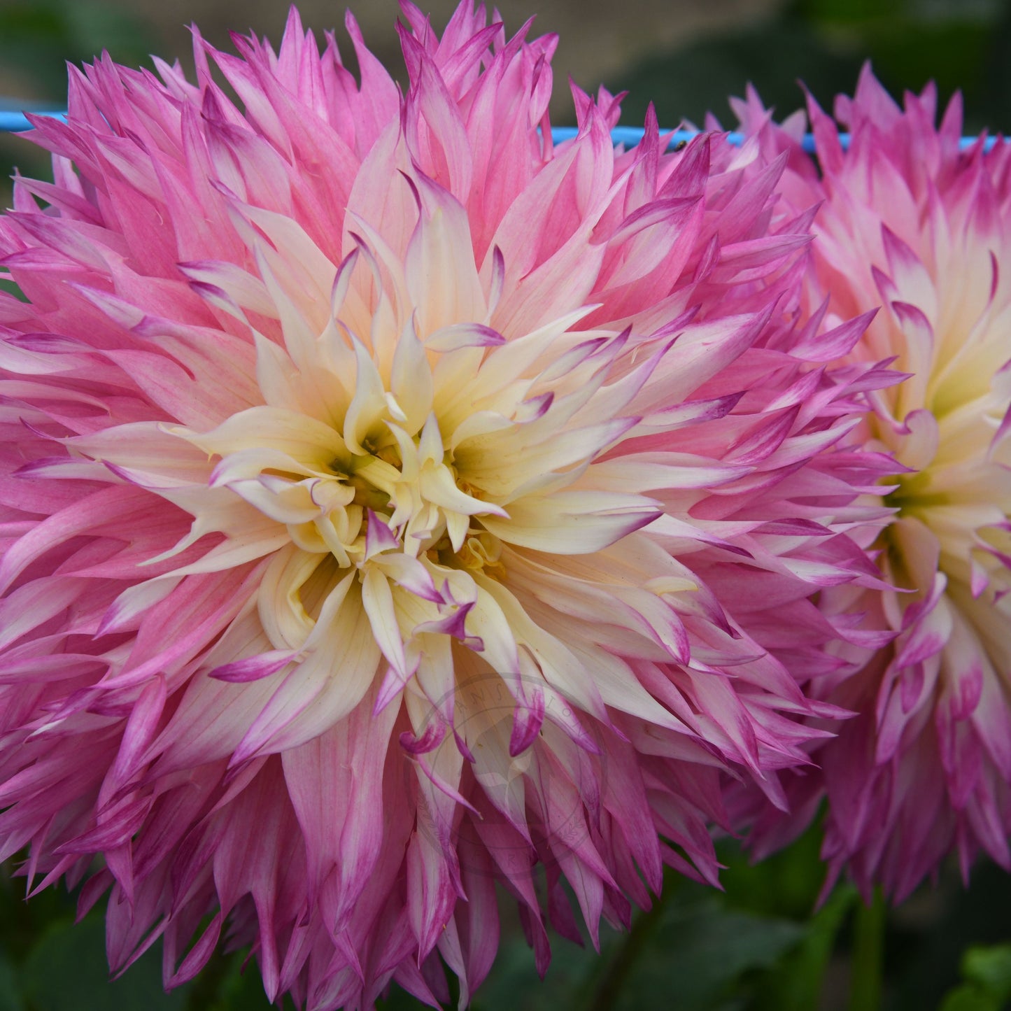 Dahlia 'Pinelands Princess'