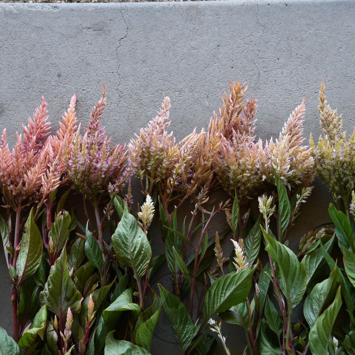 Row of decorative plants with pink and green leaves on a gray concrete surface