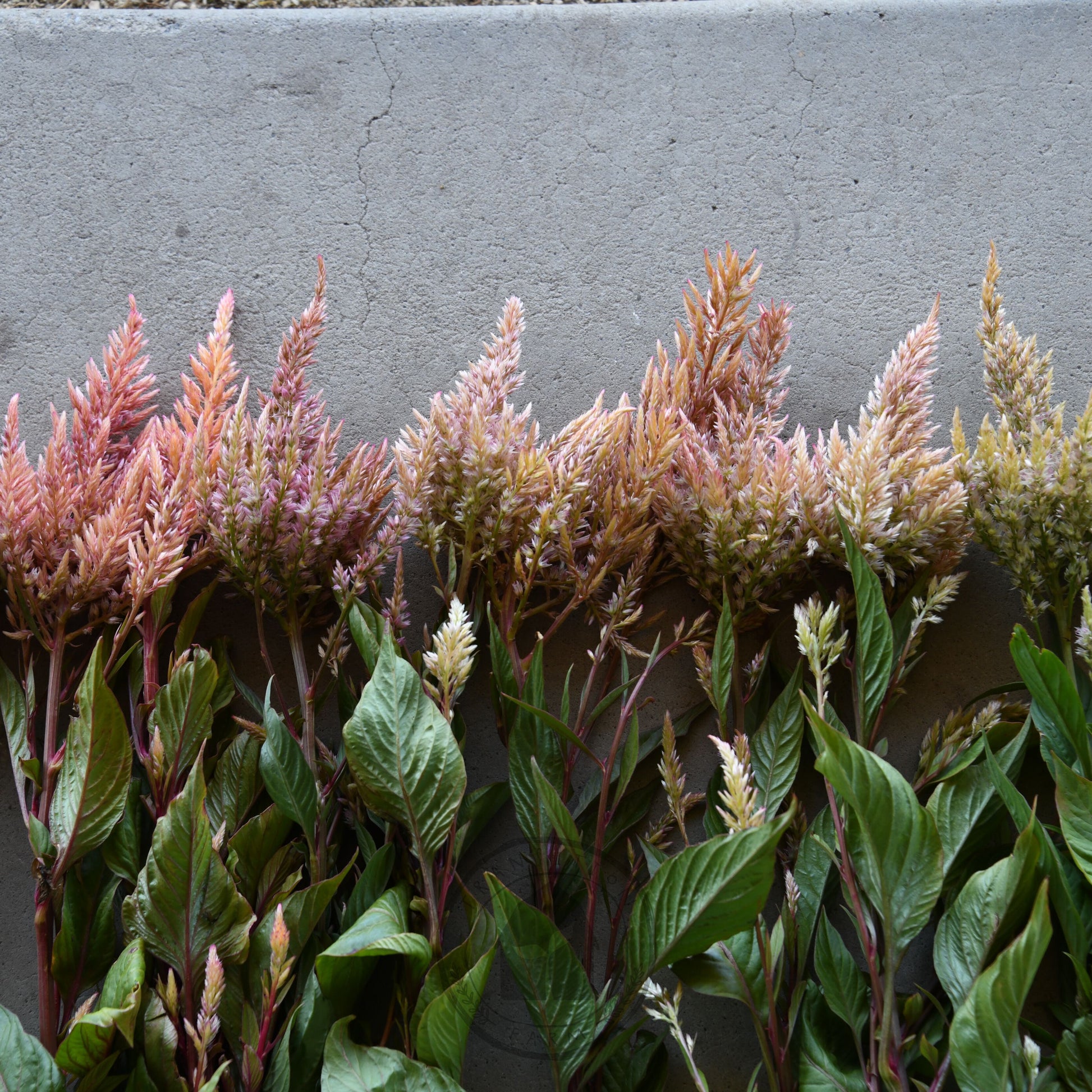 Row of decorative plants with pink and green leaves on a gray concrete surface