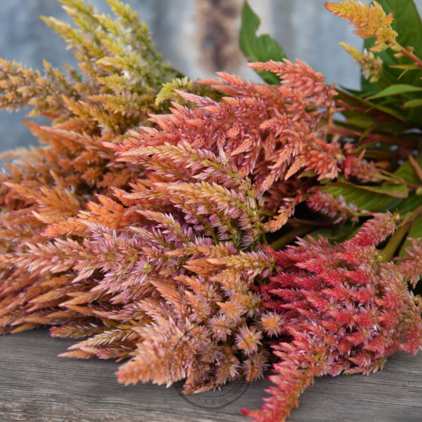 Bouquet of multicolored ferns on a wooden surface with a blurred background