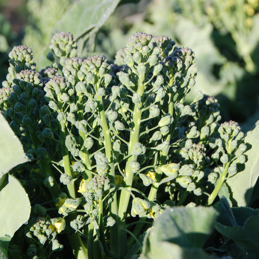 Close-up of broccoli plants growing in a field