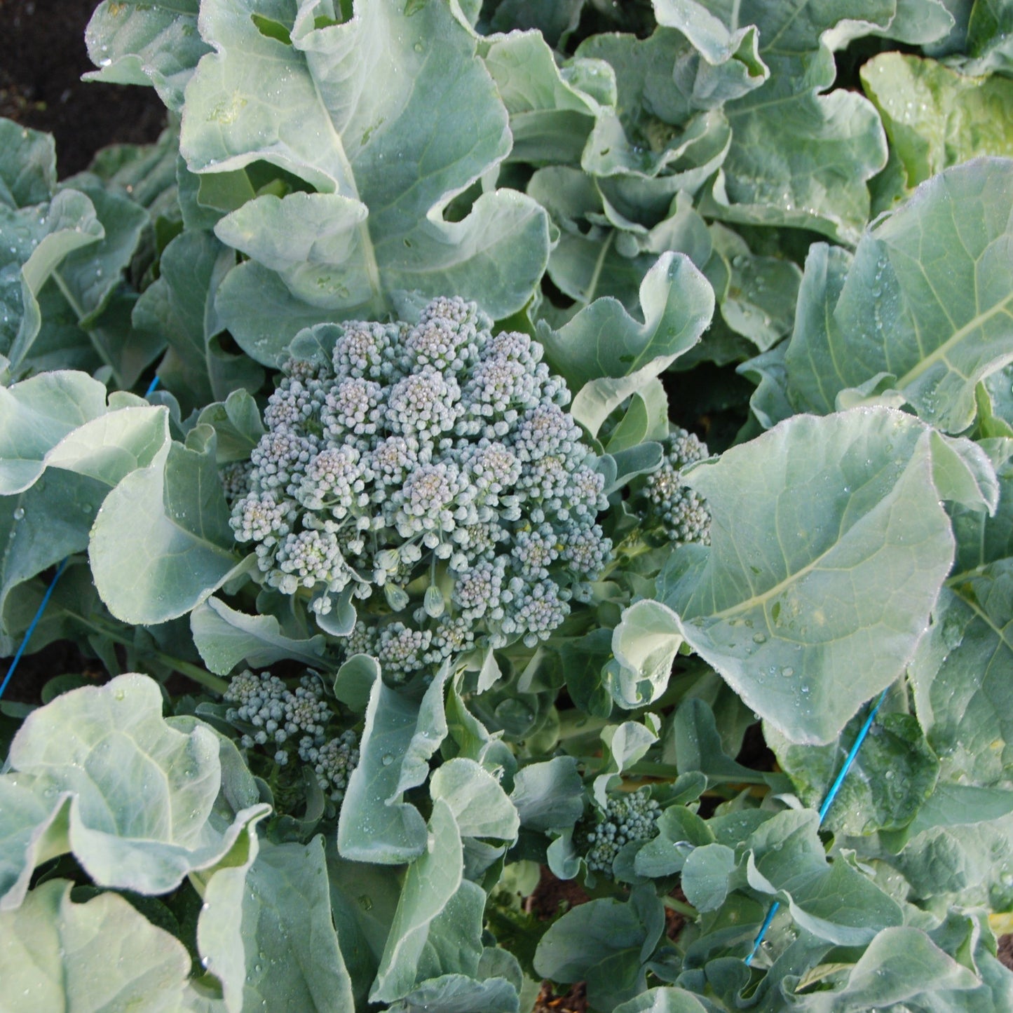 Broccoli plant with developing head surrounded by green leaves