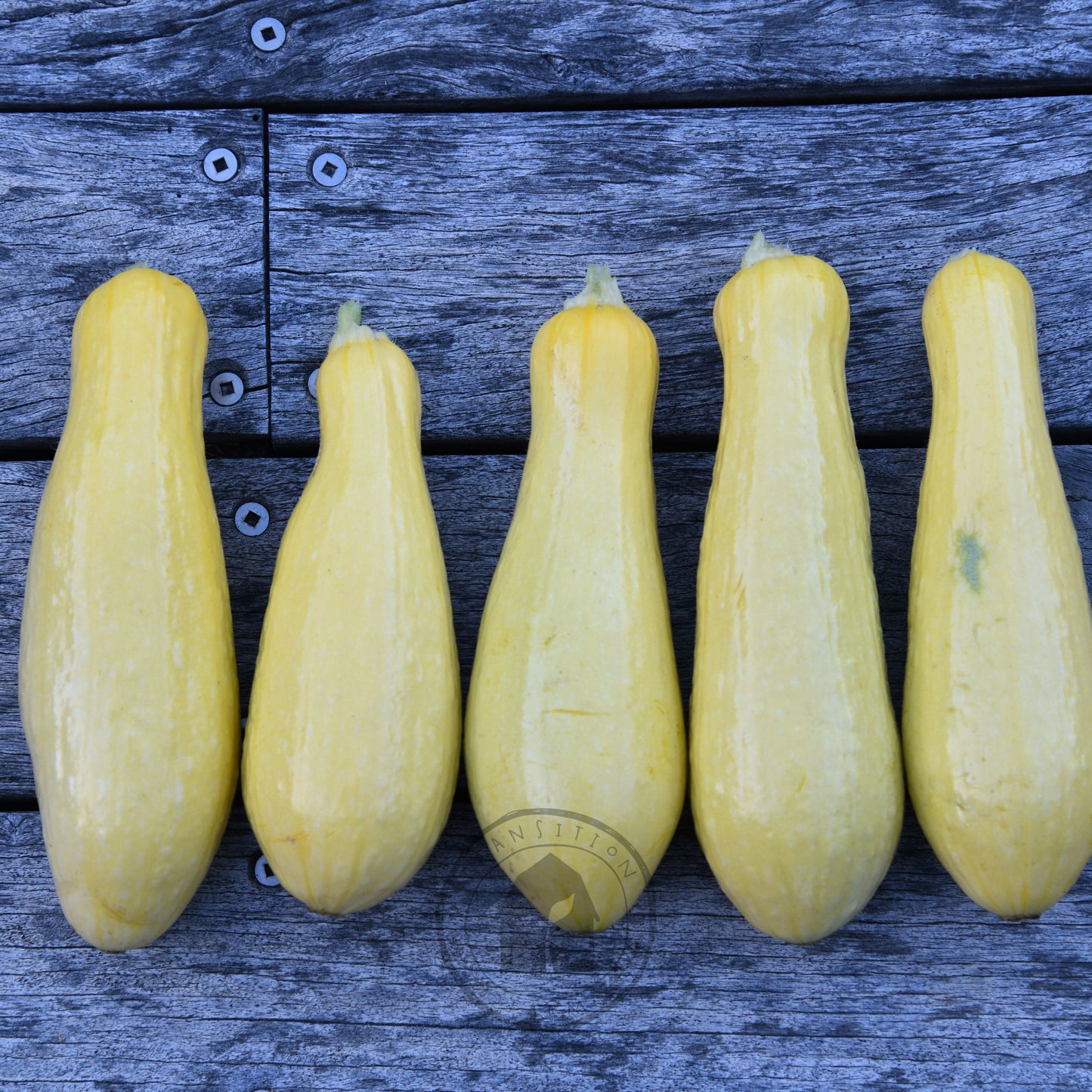 Zucchini 'Success PM Straightneck'