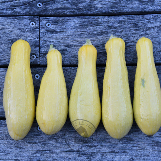 Zucchini 'Success PM Straightneck'