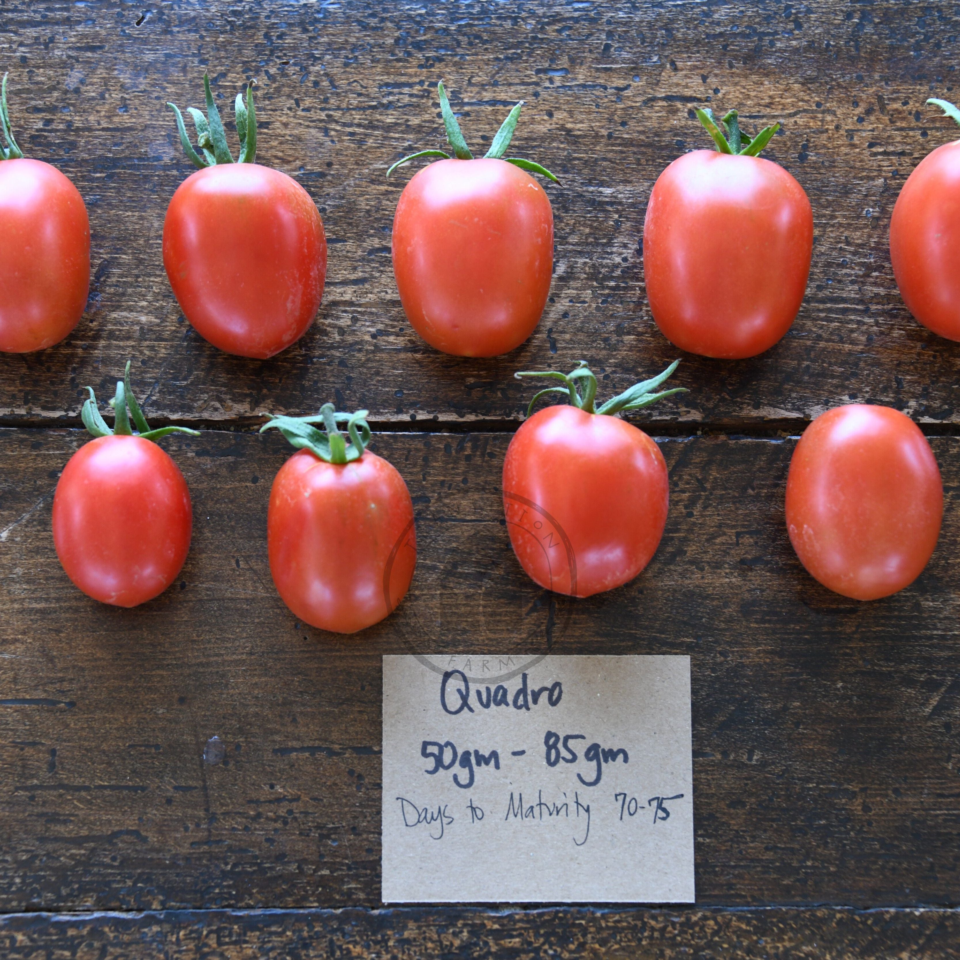 Tomato 'Quadro' – Transition Farm