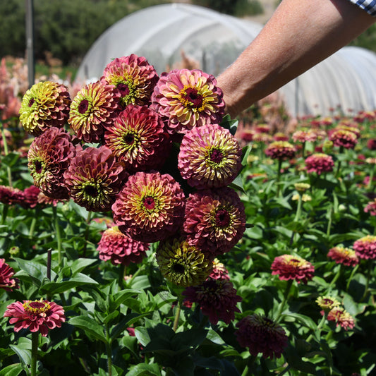 Person touching pink and yellow flowers in a garden