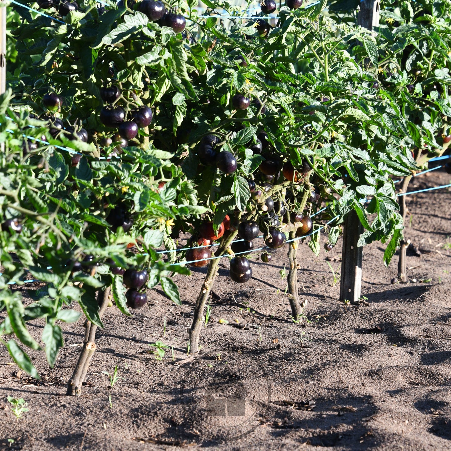 Tomato 'Queen of the Night'