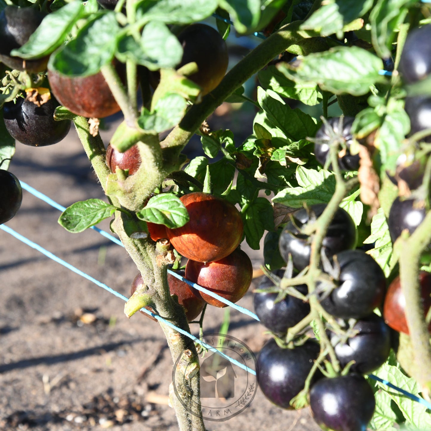 Tomato 'Queen of the Night'