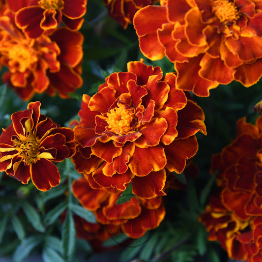 Marigold 'Red Brocade'